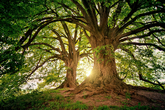 Image representing title 'Environmental Policy Statement - Bangl'