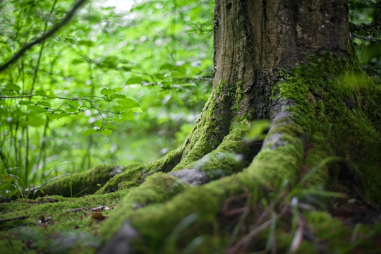 Image representing title 'The Bangl Forest - Growing a Greener Future'