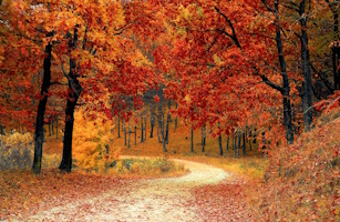 Your Forest